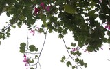 Tím biếc một góc trời Hà Nội
